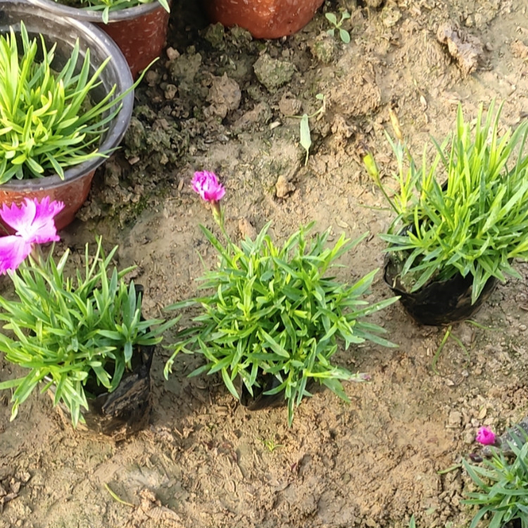 花海用花欧石竹杯苗  欧石竹批发  粉色花海打造