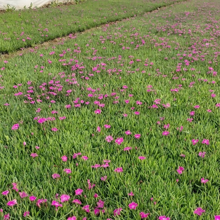 绿植盆栽欧石竹  欧石竹小苗  粉色花海打造