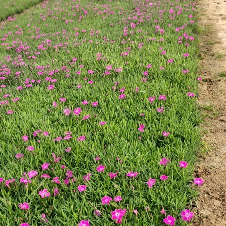 常年开花欧石竹  欧石竹花海  植株低矮，适合花海打造