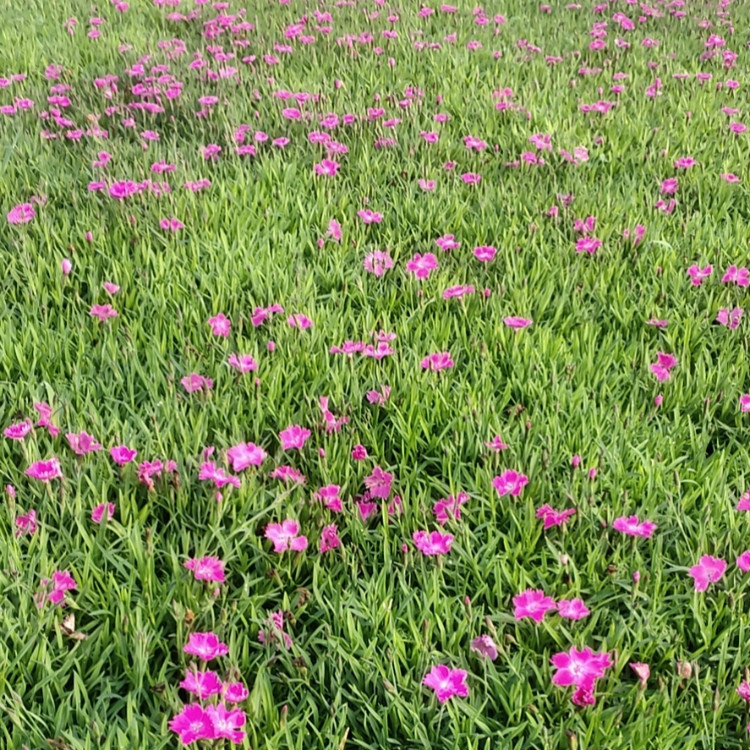 楼盘绿化欧石竹  欧石竹小苗  粉色花海打造