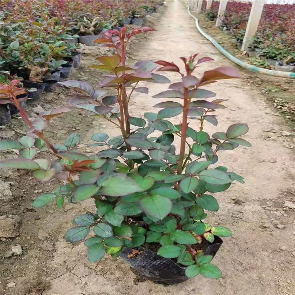 供应大花月季20-40公分高 丰花月季报价 二年生多分枝月季花价格