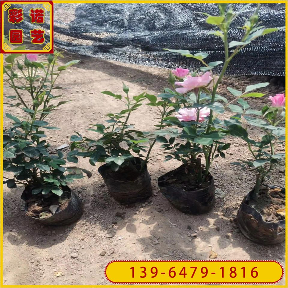 苗圃供应大花月季容器苗 高度30公分品种月季红帽子 蔷薇丰花月季绿化苗