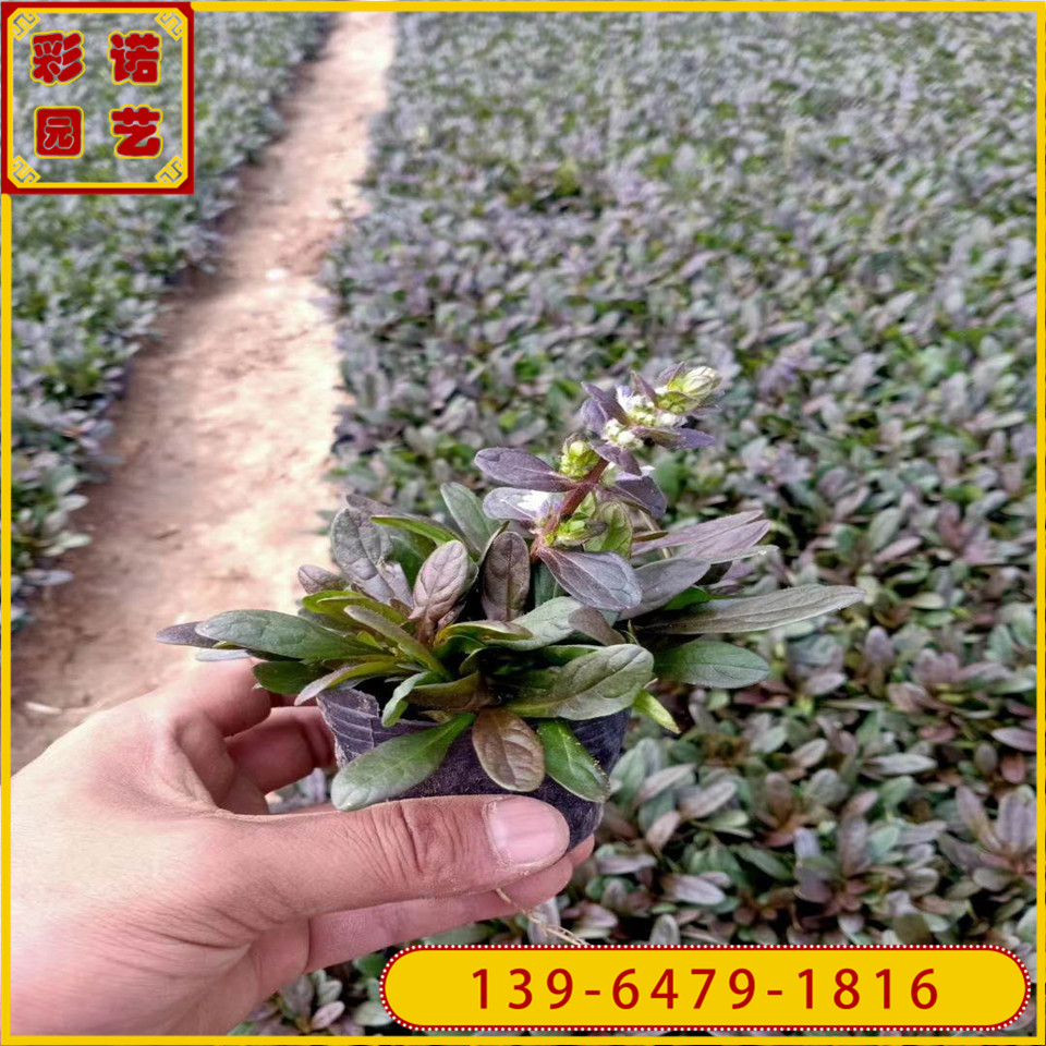 质量好的筋骨草绿化用苗上车价 四川成都大量出售多花筋骨草苗 