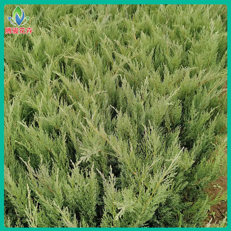 沙地柏种植基地 植株长势好 山东沙地柏小苗售卖