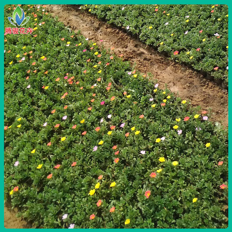 腾骏批发时令草花 单瓣太阳花 青州花卉基地供应