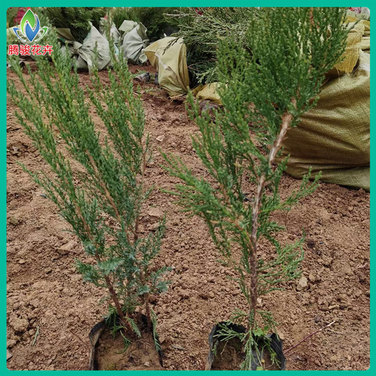 腾骏花卉 大量出售沙地柏小苗 常绿灌木沙地柏批发