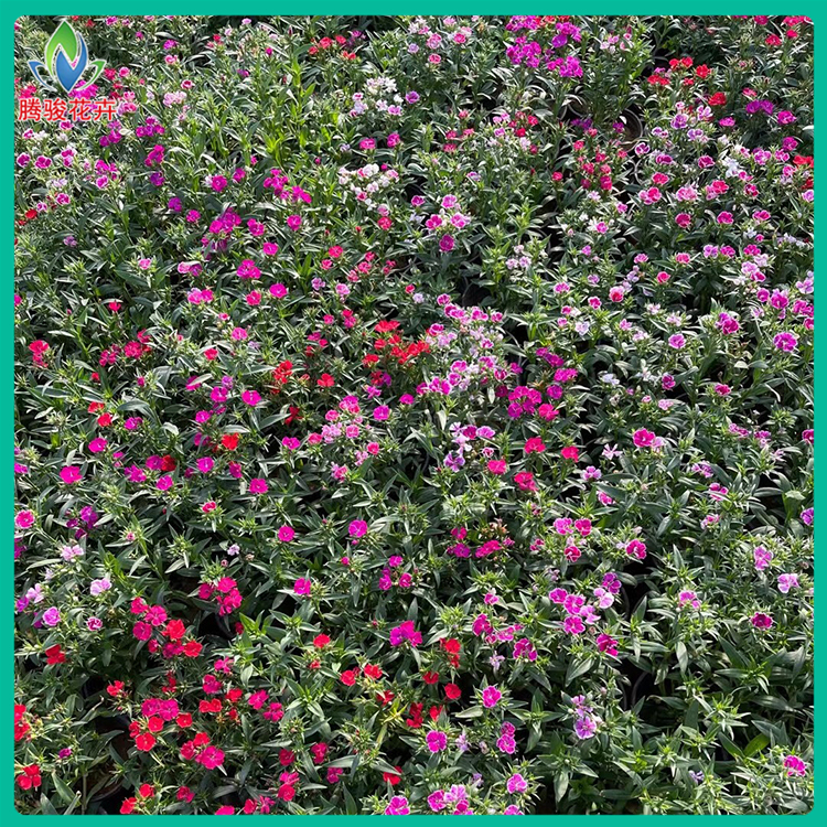 杂交石竹 花海苗木基地供应 青州观赏草花 腾骏花卉供应
