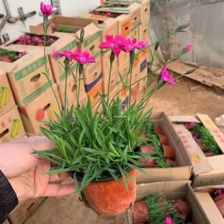 欧石竹 欧石竹基地报价 常年开花欧石竹