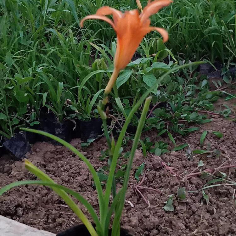 大花萱草基地盆栽 供应宿根花卉大花萱草 夏杰花卉 道路绿化