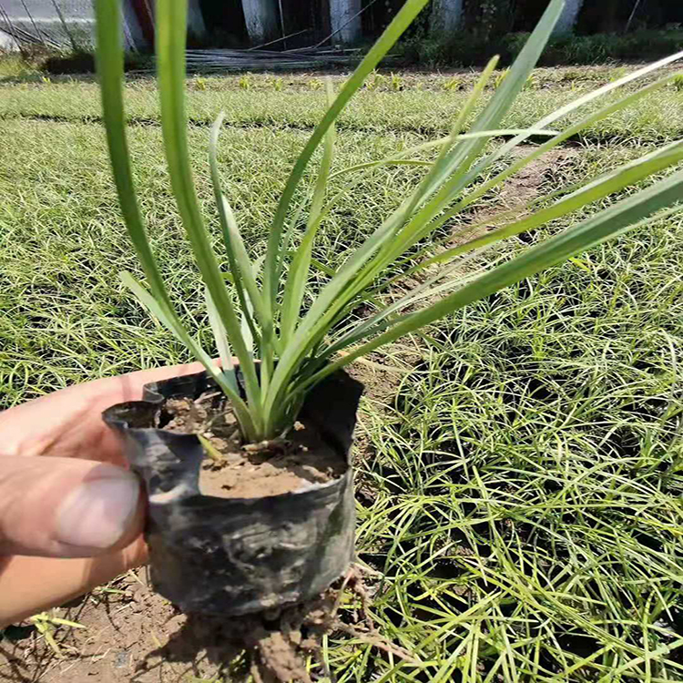 批发宿根花卉马兰 地被植物马兰 夏杰花卉 货到付款