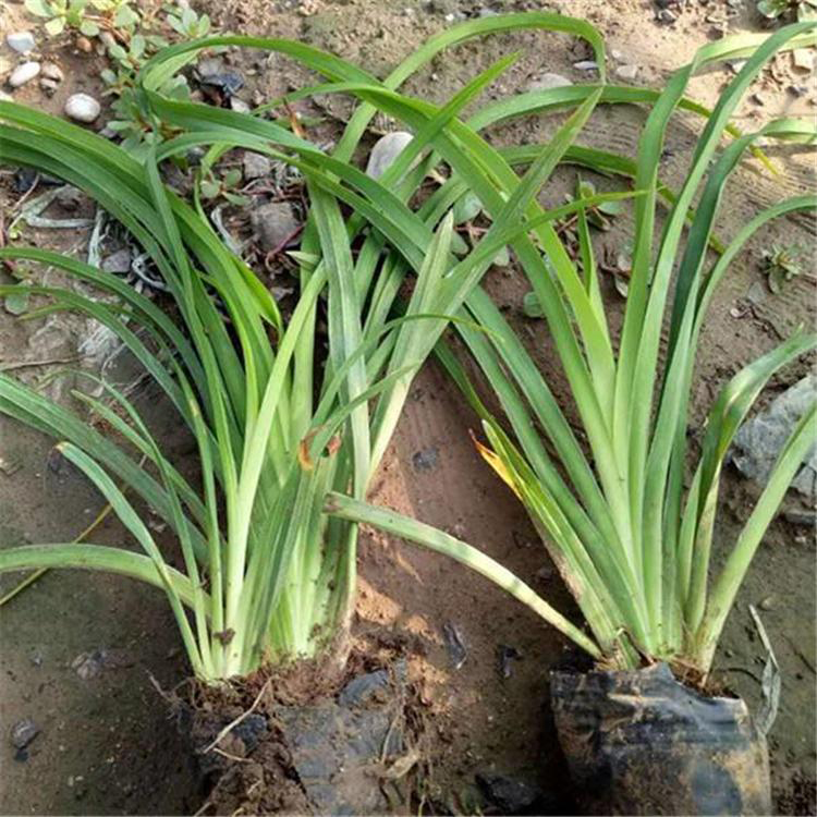 大花萱草小苗价格 大花萱草基地直发 夏杰花卉 定金发货