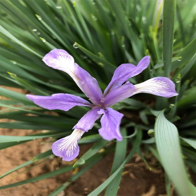 固土能力强马兰苗 宿根植物马兰 夏杰花卉 苗圃供应