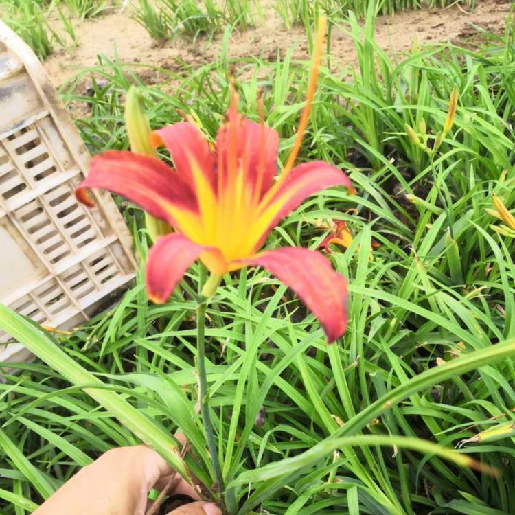 大量出售大花萱草 大花萱草盆栽 夏杰花卉 基地常年批发