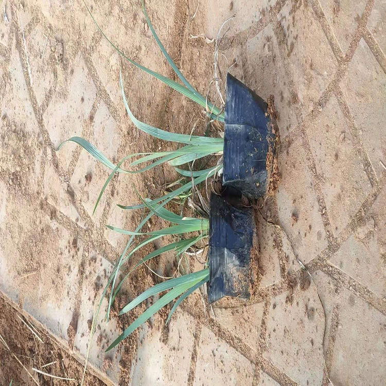基地供应马兰杯苗 马兰花卉基地 夏杰花卉 园林批发
