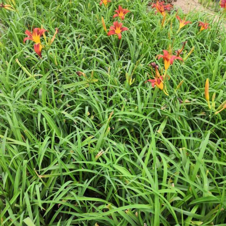 大量出售大花萱草 大花萱草盆栽 夏杰花卉 基地常年批发
