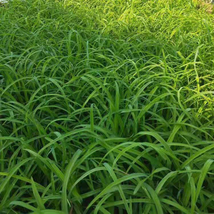 大量出售大花萱草 大花萱草盆栽 夏杰花卉 基地常年批发