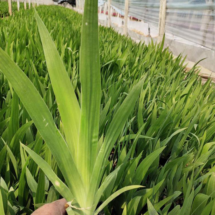 鸢尾大量供应 蓝花鸢尾袋苗基地 夏杰花卉 货到付款