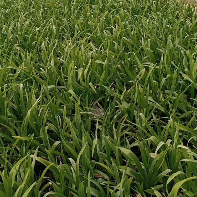 大花萱草批发基地 耐寒宿根花卉大花萱草 夏杰花卉 基地常年批发