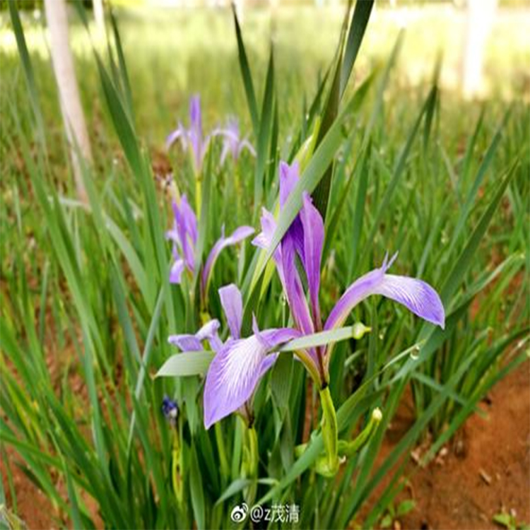护坡湿地马兰苗 易成活马兰价格 夏杰花卉 园林批发