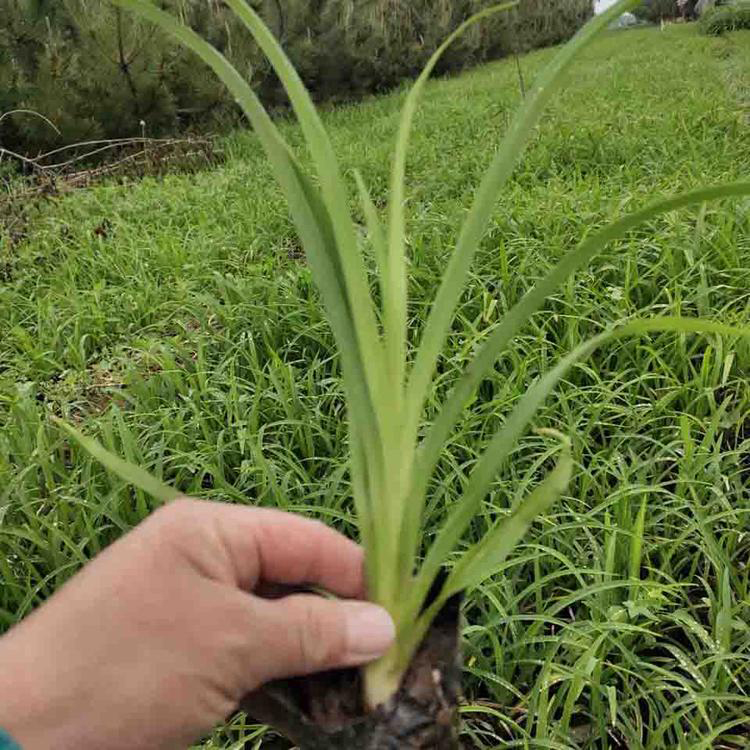 大花萱草青州基地 大花萱草盆栽 夏杰花卉 定金发货