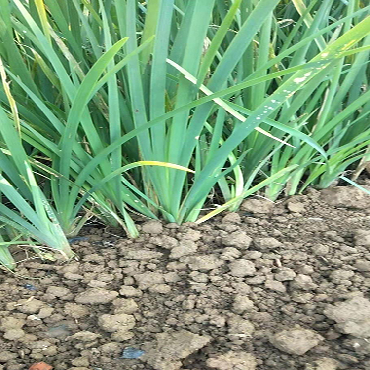 基地供应马兰杯苗 基地直供马兰  基地种植