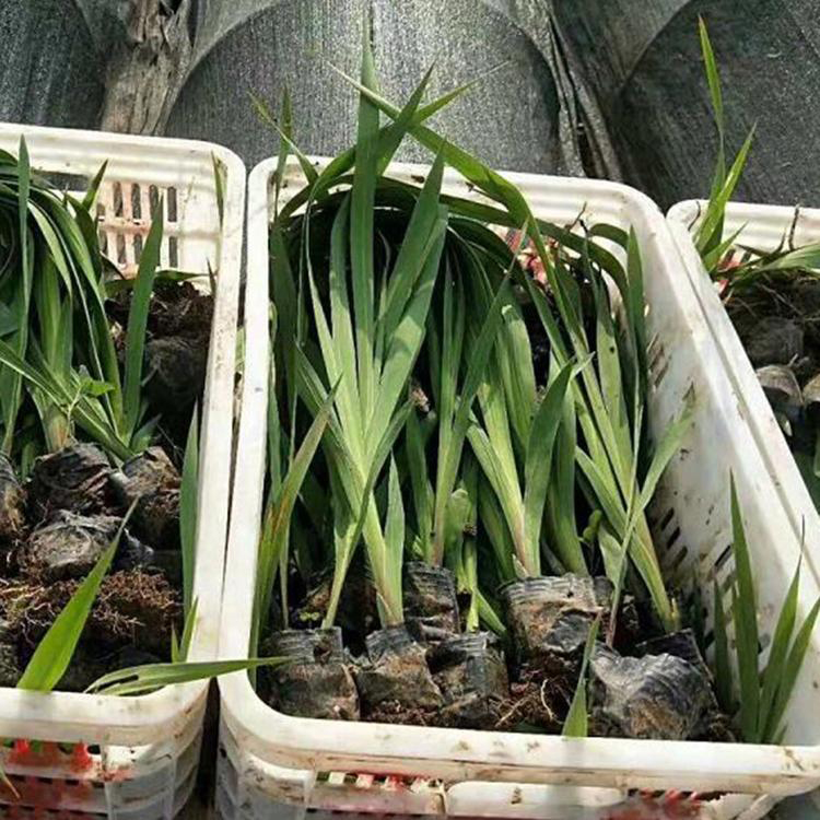 水生鸢尾宿根花卉 鸢尾地被植物 夏杰花卉 基地种植