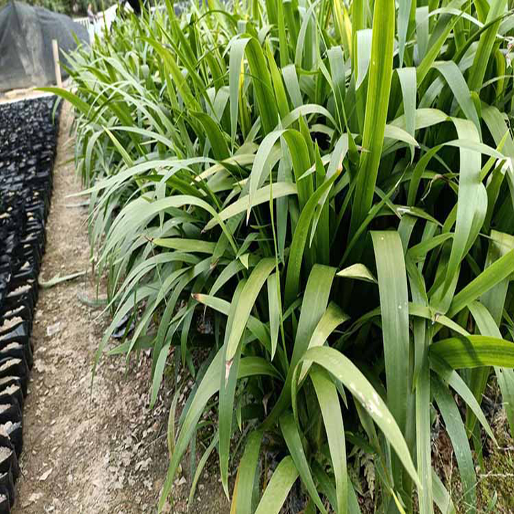 苗圃供应鸢尾 庭院地栽鸢尾 夏杰花卉 无中间商