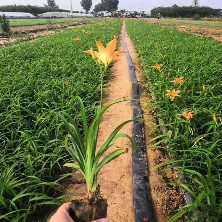 大花萱草小苗价格 绿化工程大花萱草 夏杰花卉 苗圃供应