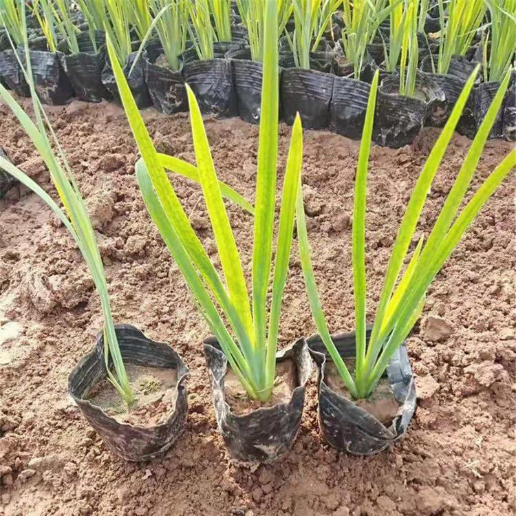 苗圃供应鸢尾 鸢尾地被植物 夏杰花卉 道路绿化
