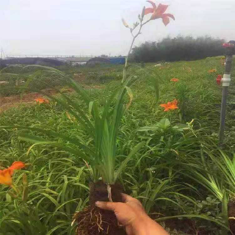 大花萱草批发基地 绿植盆栽大花萱草 夏杰花卉 绿化花木
