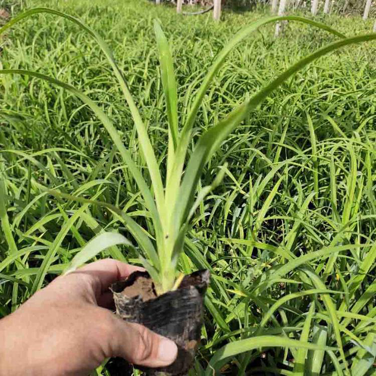 大花萱草批发基地 道路工程绿化大花萱草 夏杰花卉 定金发货