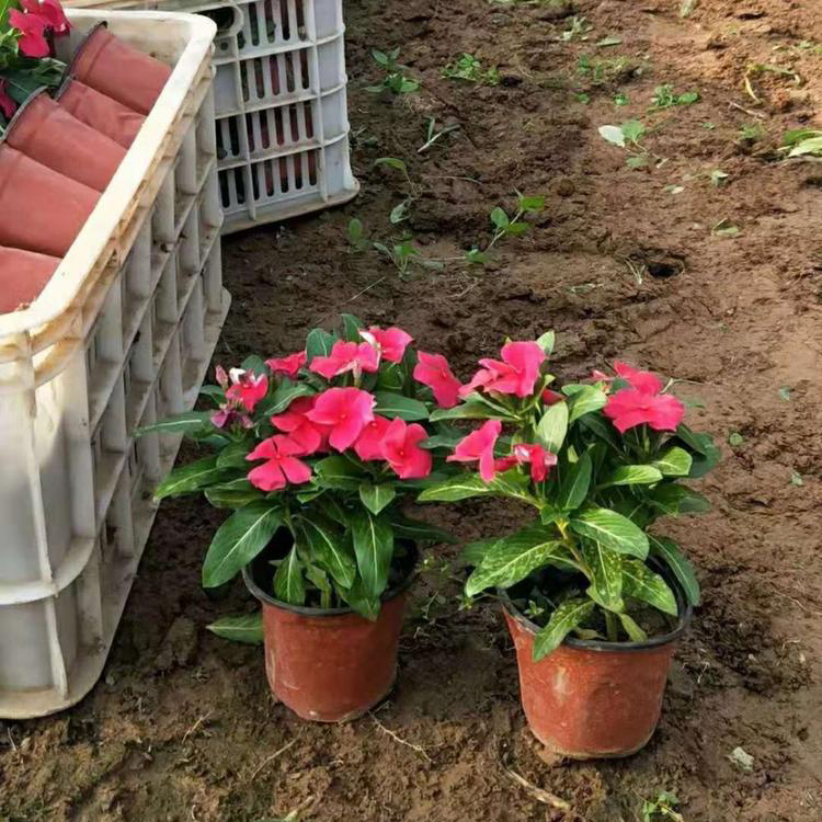 观赏花卉 价格实惠 青州草花 天天开供销