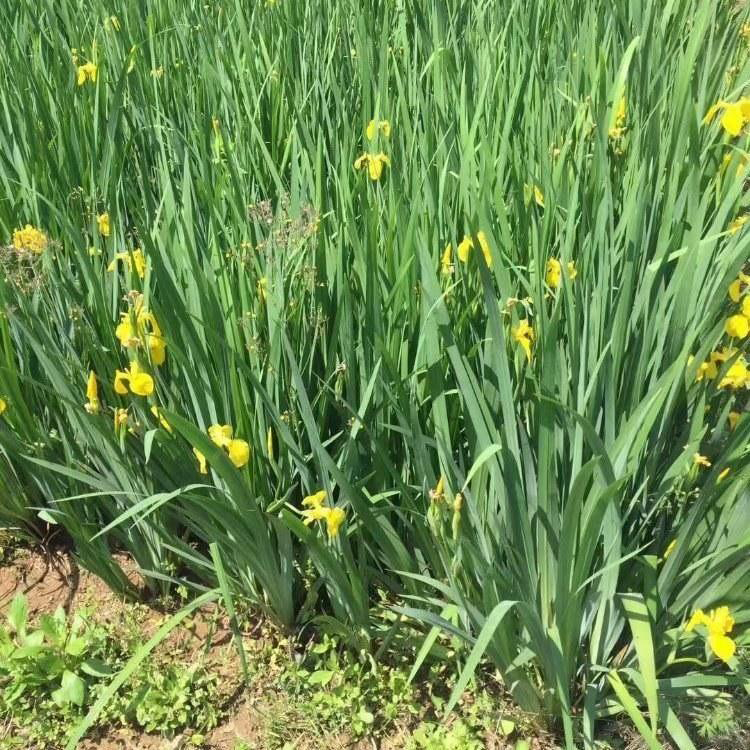 德国鸢尾行情 山东水生植物 价格从优 德国鸢尾
