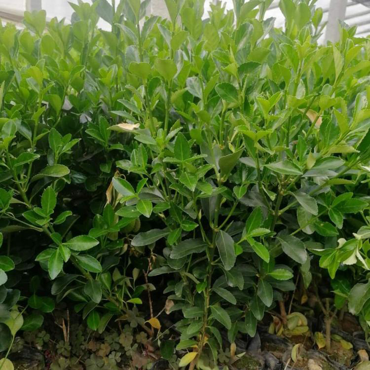 绿化冬青苗 冬青供货商 绿化苗木培育 苗子根系多