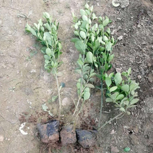 悦达花卉 大叶黄杨 冬青供货商 绿化苗木培育