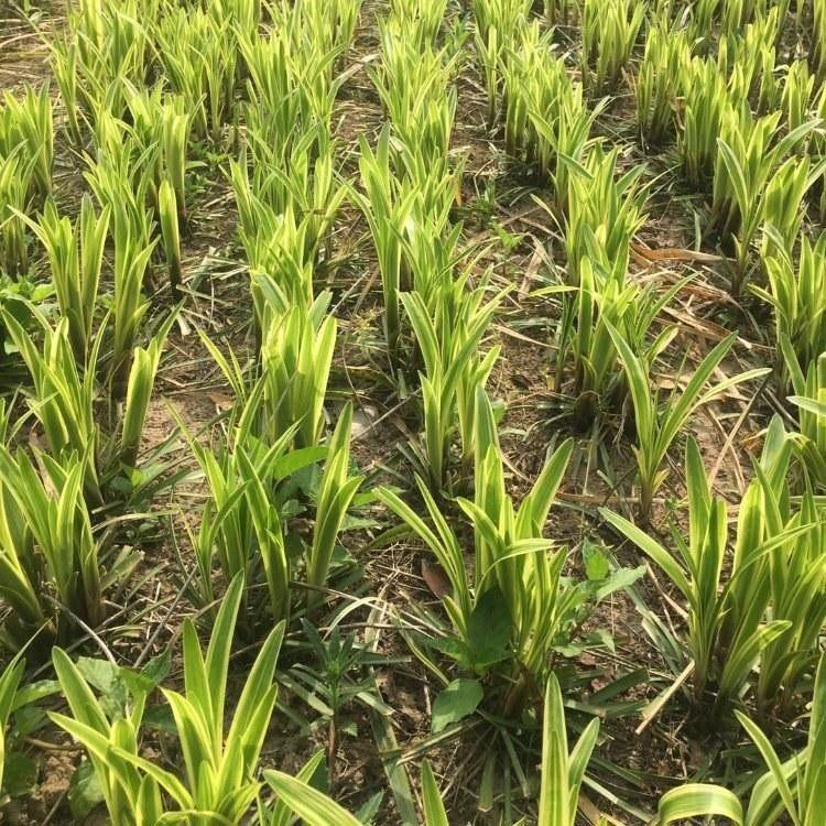 德国鸢尾 量大优惠 山东水生植物 德国鸢尾基地