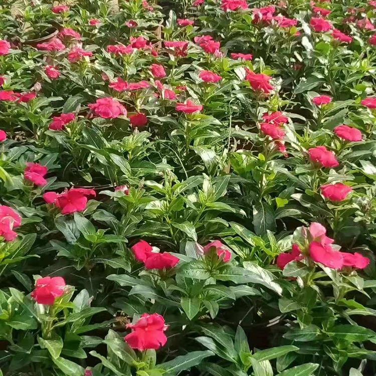 观赏花卉 基地直售 青州草花 长春花报价