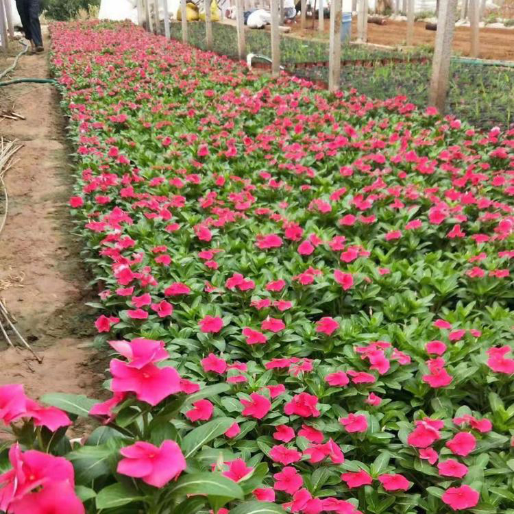 一二年宿根花卉 欢迎电话联系 时令草花 长春花批发