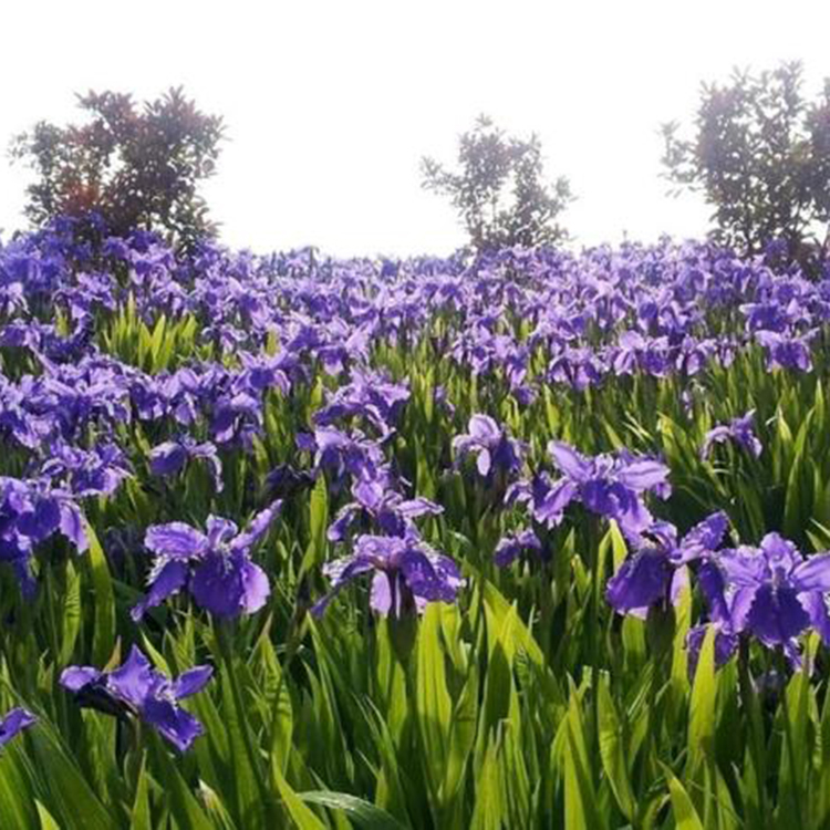德国鸢尾 价格从优 山东水生植物 德国鸢尾销售