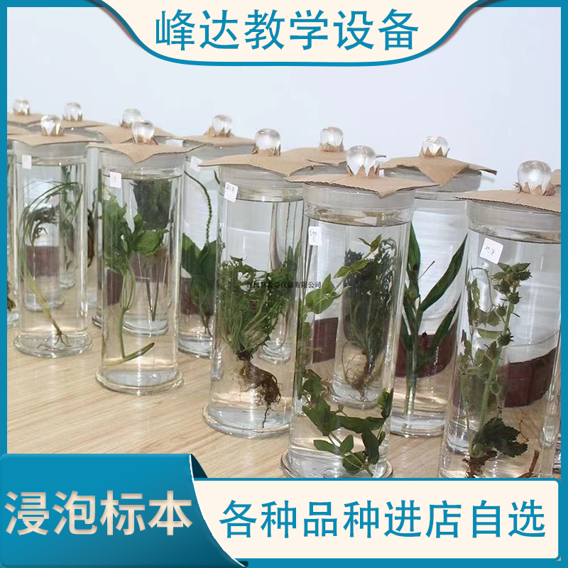 专注于标本 保色浸制标本  浸泡标本  植物浸渍标本  中药浸渍标本    专业技术团队