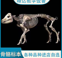 峰达厂家专业加工  骨骼标本 人体骨骼 畜牧骨骼标本 教学骨骼标本 量大从优   需要联系冯经理