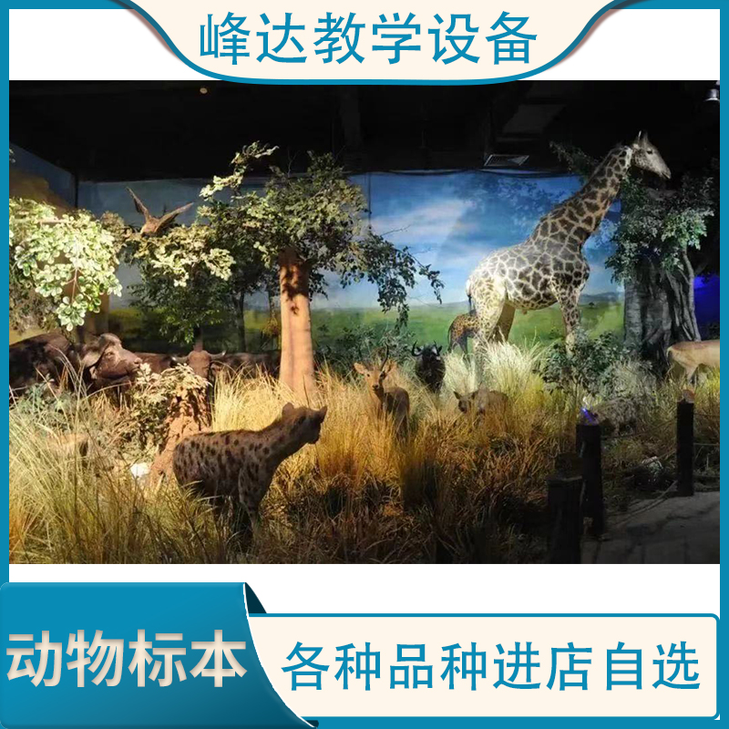 峰达教学 动物标本 观赏动物标册 仿真动物标本 支持定制