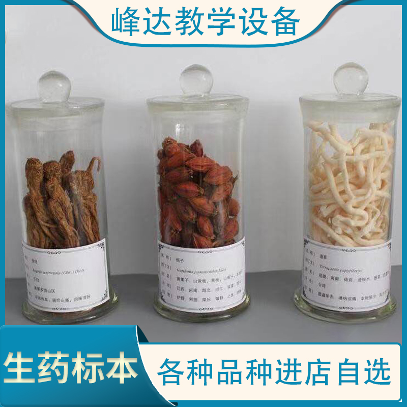 峰达教学 生药标本 生药教学标本 学校生药标本 医药馆专用标本  欢迎联系 