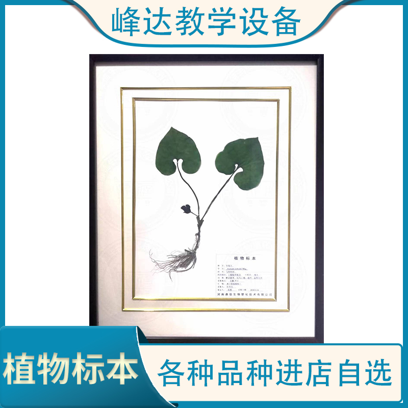 峰达教学 植物标本 花植物标本 花草植物标本