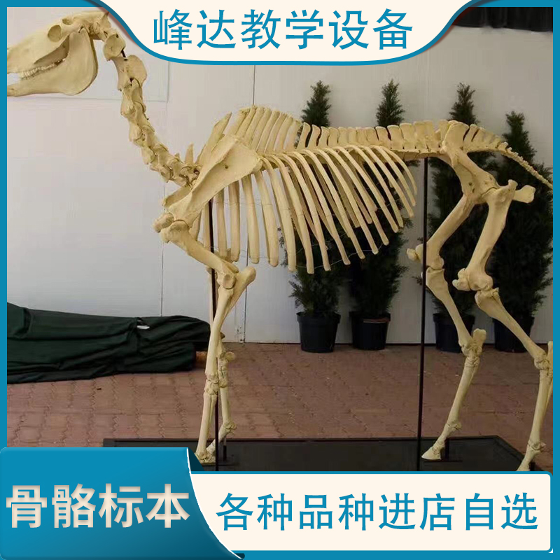 峰达教学 骨骼标本 动物骨骼标本 教学骨骼标本   专业加工各种标本