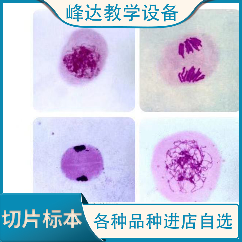峰达教学设备有限公司 教学切片标本 生物标本切片 塑化切片 专业加工多年标本 欢迎联系      
