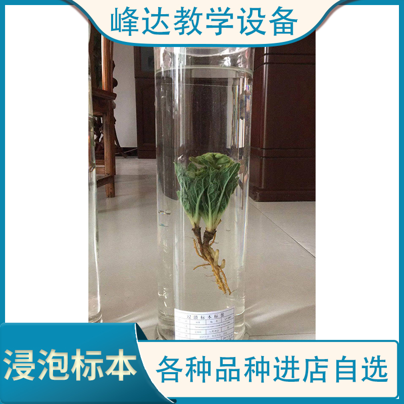 做标本的公司 植物保色浸渍标本  植物浸制 浸渍标本   峰达建设标本馆 做标本的公司
