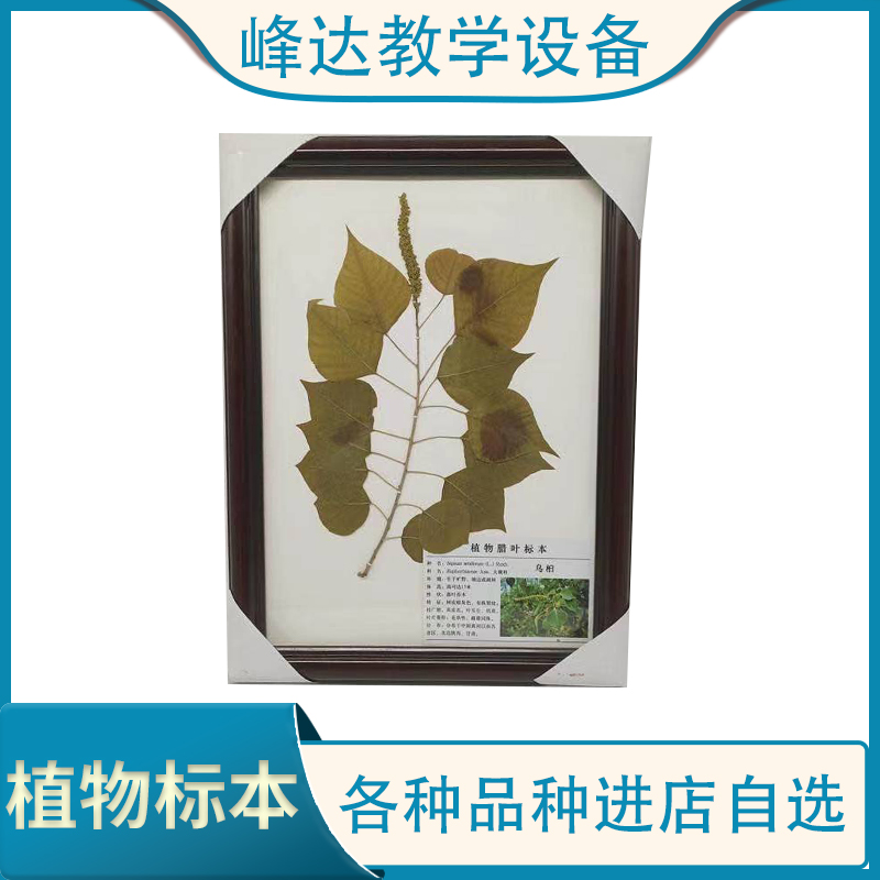 峰达教学 植物标本 植物腊叶标本 干制植物标本 规格齐全