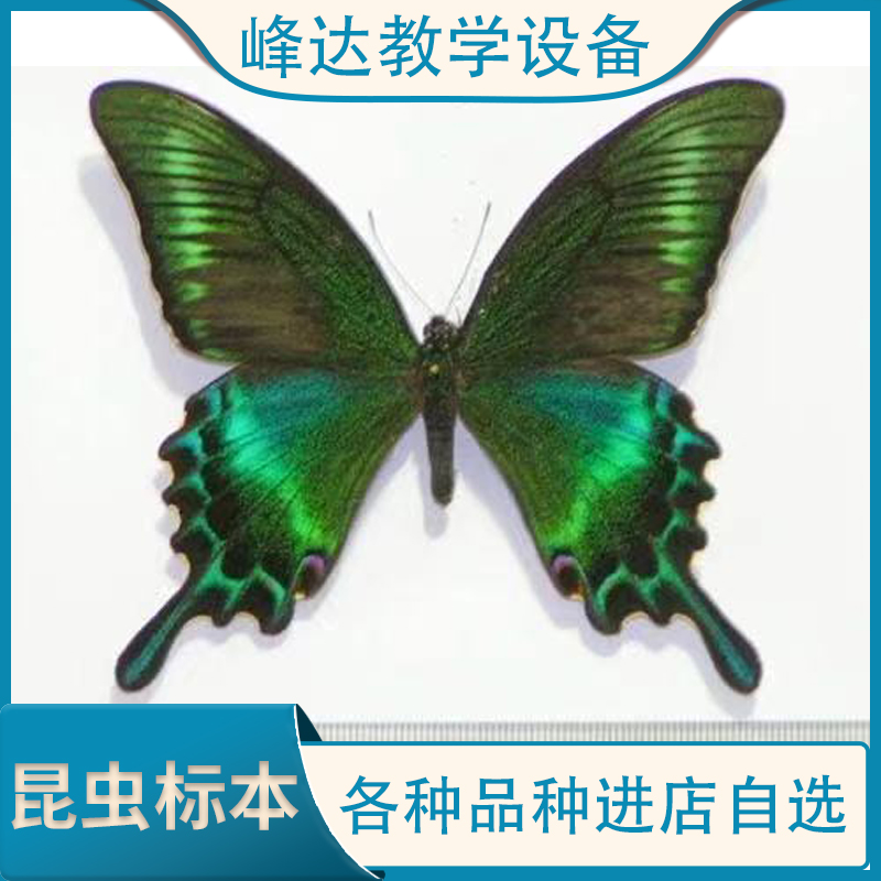 峰达教学  蝴蝶标本   昆虫标本  手工制作教学昆虫标本 支持定制 专业加工多年  欢迎联系   