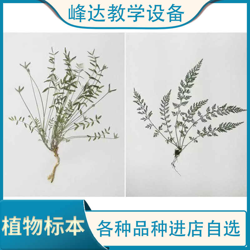 峰达教学 植物标本 中药植物教学 腊叶植物标本 批发零售   峰达公司，专业加工标本